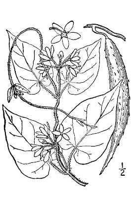 Maroon Carolina milkvine Maroon Carolina milkvine