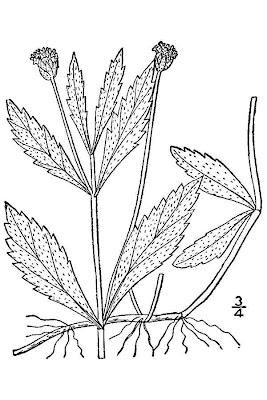Lance-leaf Fogfruit