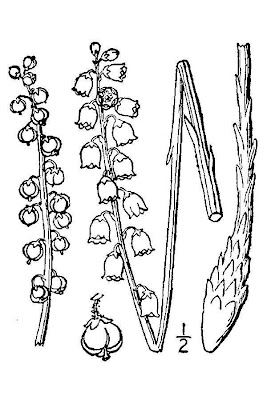 Pine-drops
