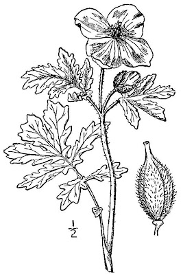 Celandine-poppy Celandine-poppy