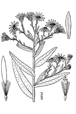 Oblong-leaf Aster