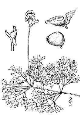 Eastern purple bladderwort