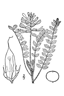 Horn loco milkvetch Horn loco milkvetch