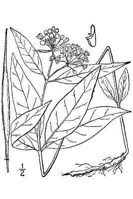 Four-leaf Milkweed