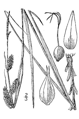 Cherokee sedge Cherokee sedge