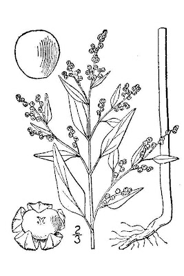 Pitseed Goosefoot