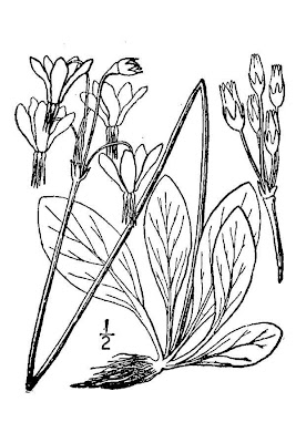 Common shooting star Common shooting star