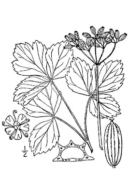 Beach lovage Beach lovage