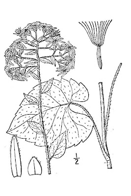 Schreber's Aster