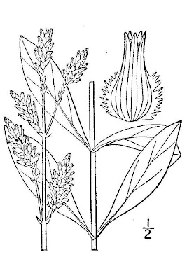 Plains Snakecotton