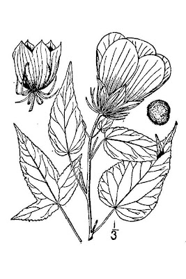 Halberd-leaf Rose-mallow