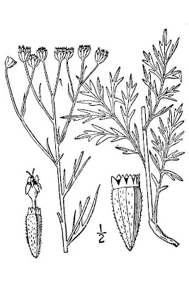 Chalkhill woolywhite