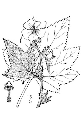 Iliamna rivularis var. rivularis,
peter's mountain mallow,
streambank wild hollyhock,
streambank wildhollyhock