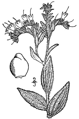 Soft-hair Marbleseed