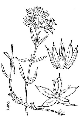 Silvery Nailwort
