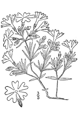 Cleft phlox Cleft phlox