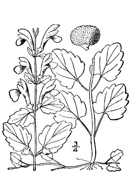 Smooth Rock Skullcap