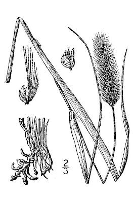 Knotroot Foxtail