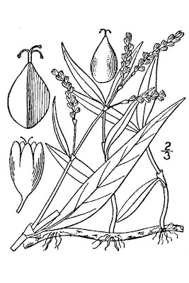 Swamp Smartweed