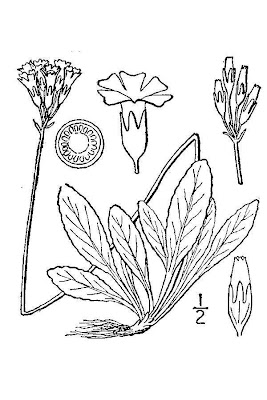 Birdeye primrose Birdeye primrose