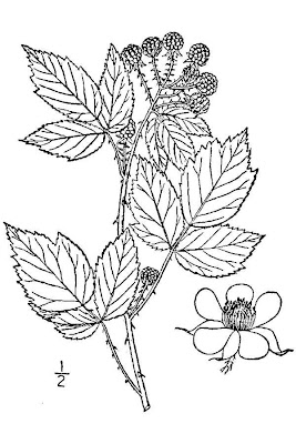 Wild Raspberry