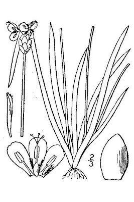 Yellow Eyed Grass