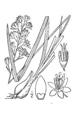 Zigadenus elegans ssp. elegans,
mountain deathcamas