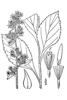 Verge d'or squarrose