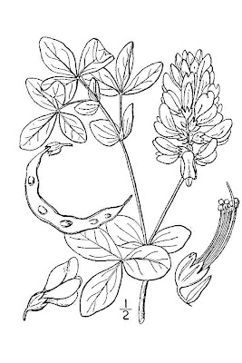 Circle-pod-pea Circle-pod-pea