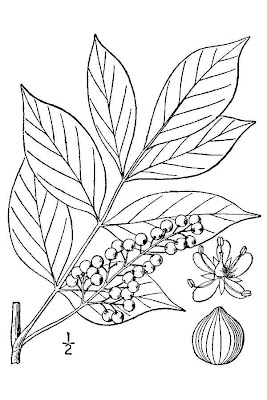 Poison-sumac Poison-sumac