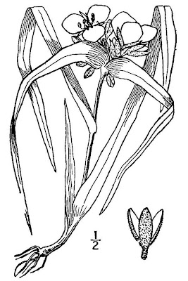 Longbract Spiderwort