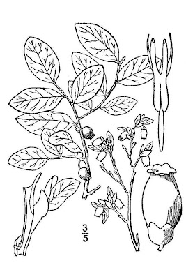 Oval-leaf Bilberry