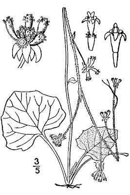 American trailplant American trailplant