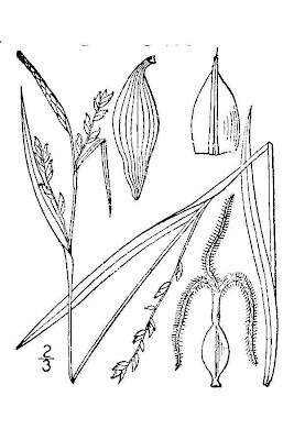 Broad Loose Flower Sedge Broad Loose Flower Sedge