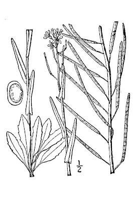 Drummond rock cress Drummond rock cress