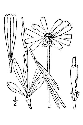 Balduina uniflora,
oneflower honeycombhead