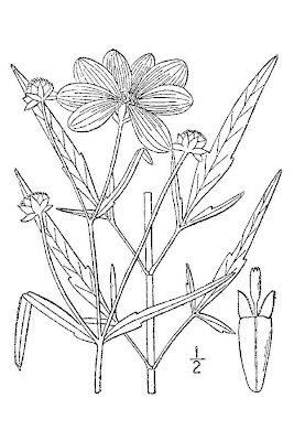 Crowned beggarticks Crowned beggarticks
