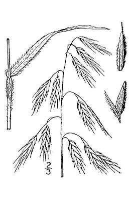 Arctic brome Arctic brome