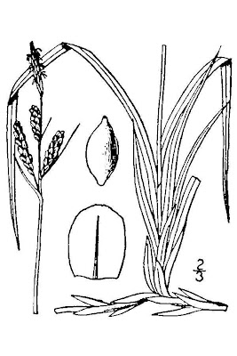 Bigelow's sedge Bigelow's sedge