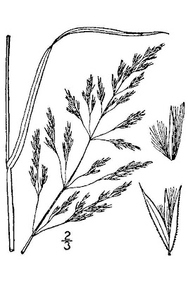 Calamagrostis canadensis,
bluejoint,
bluejoint reed grass,
bluejoint reedgrass,
Canada bluejoint,
Canada reed grass,
Macoun's reedgrass
