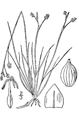 Bristle-leaf sedge Bristle-leaf sedge