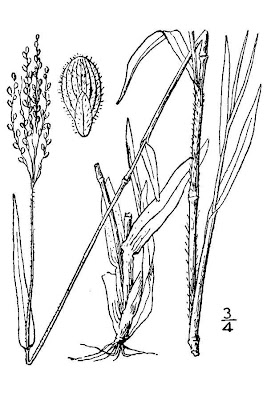 Addison's rosette grass Addison's rosette grass