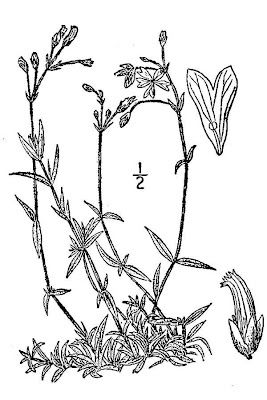 Field chickweed