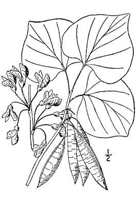 Eastern redbud
