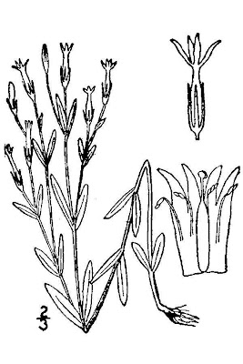 Desert centaury Desert centaury