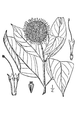 Common buttonbush Common buttonbush