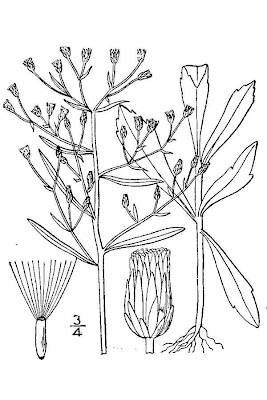 Canadian horseweed Canadian horseweed