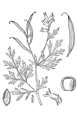 Curvepod fumewort