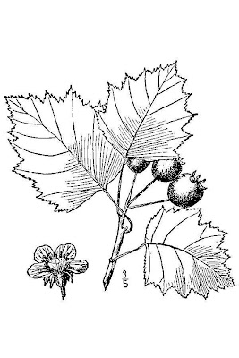 Crataegus beata,
Dunbar's hawthorn