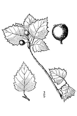 Washington Thorn Washington Thorn